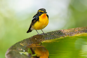 泉で水浴びをする可愛いキビタキ（ヒタキ科） 英名学名：Narcissus Flycatcher (Ficedula narcissina) (family comprising the flycatchers) 秦野駅近くにある弘法山公園は、浅間山、権現山、弘法山を含む神奈川県立の自然公園。 山頂には野鳥の観察施設「バードサンクチュアリ」がある 神奈川県秦野市- 2025年 