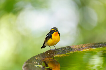泉で水浴びをする可愛いキビタキ（ヒタキ科） 英名学名：Narcissus Flycatcher (Ficedula narcissina) (family comprising the flycatchers) 秦野駅近くにある弘法山公園は、浅間山、権現山、弘法山を含む神奈川県立の自然公園。 山頂には野鳥の観察施設「バードサンクチュアリ」がある 神奈川県秦野市- 2025年 