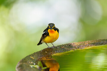 泉で水浴びをする可愛いキビタキ（ヒタキ科） 英名学名：Narcissus Flycatcher...