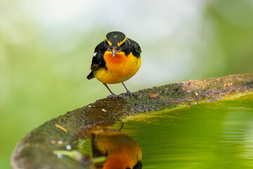 泉で水浴びをする可愛いキビタキ（ヒタキ科） 英名学名：Narcissus Flycatcher (Ficedula narcissina) (family comprising the flycatchers) 秦野駅近くにある弘法山公園は、浅間山、権現山、弘法山を含む神奈川県立の自然公園。 山頂には野鳥の観察施設「バードサンクチュアリ」がある 神奈川県秦野市- 2025年 