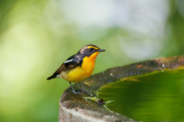 泉で水浴びをする可愛いキビタキ（ヒタキ科） 英名学名：Narcissus Flycatcher (Ficedula narcissina) (family comprising the flycatchers) 秦野駅近くにある弘法山公園は、浅間山、権現山、弘法山を含む神奈川県立の自然公園。 山頂には野鳥の観察施設「バードサンクチュアリ」がある 神奈川県秦野市- 2025年 