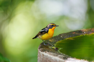 泉で水浴びをする可愛いキビタキ（ヒタキ科） 英名学名：Narcissus Flycatcher (Ficedula narcissina) (family comprising the flycatchers) 秦野駅近くにある弘法山公園は、浅間山、権現山、弘法山を含む神奈川県立の自然公園。 山頂には野鳥の観察施設「バードサンクチュアリ」がある 神奈川県秦野市- 2025年 