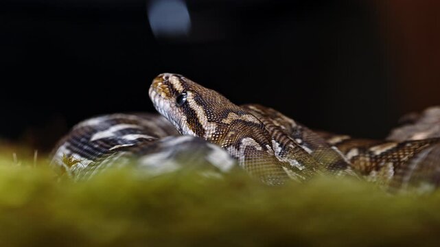 Coiled python resting in a terrarium, showing its patterned scales and calm demeanor
