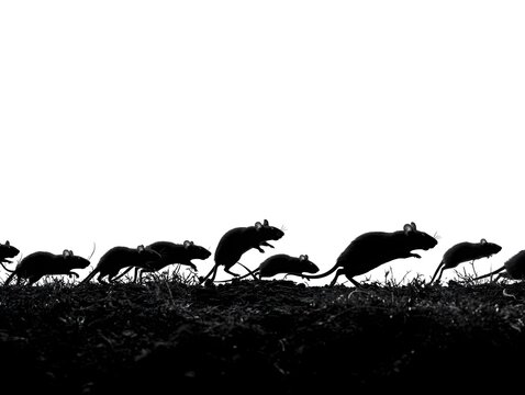 A horde of black rats scurries across the ground in a dramatic silhouette against a bright white background.