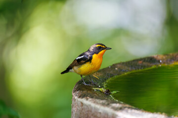 泉で水浴びをする可愛いキビタキ（ヒタキ科） 英名学名：Narcissus Flycatcher (Ficedula narcissina) (family comprising the flycatchers) 秦野駅近くにある弘法山公園は、浅間山、権現山、弘法山を含む神奈川県立の自然公園。 山頂には野鳥の観察施設「バードサンクチュアリ」がある 神奈川県秦野市- 2025年 
