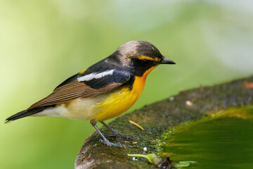 泉で水浴びをする可愛いキビタキ（ヒタキ科） 英名学名：Narcissus Flycatcher (Ficedula narcissina) (family comprising the flycatchers) 秦野駅近くにある弘法山公園は、浅間山、権現山、弘法山を含む神奈川県立の自然公園。 山頂には野鳥の観察施設「バードサンクチュアリ」がある 神奈川県秦野市- 2025年 