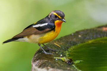 泉で水浴びをする可愛いキビタキ（ヒタキ科） 英名学名：Narcissus Flycatcher (Ficedula narcissina) (family comprising the flycatchers) 秦野駅近くにある弘法山公園は、浅間山、権現山、弘法山を含む神奈川県立の自然公園。 山頂には野鳥の観察施設「バードサンクチュアリ」がある 神奈川県秦野市- 2025年 