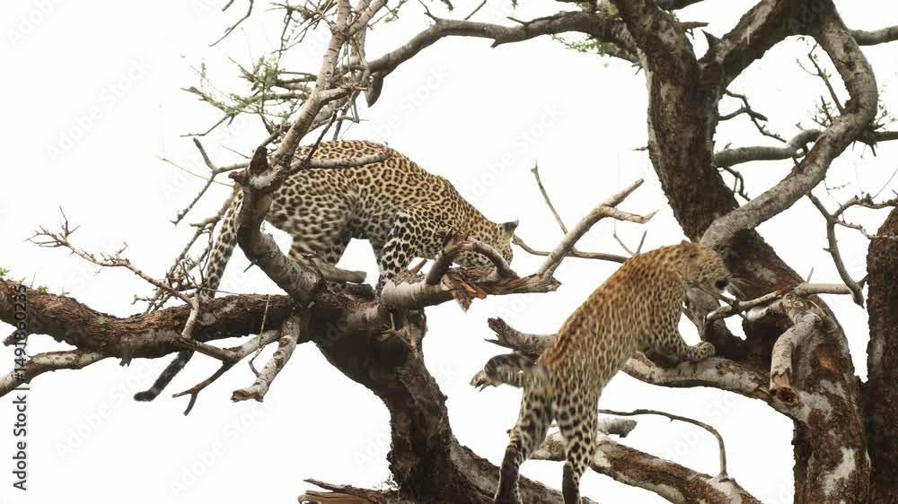 Poster two leopard cubs playing and jumping around in a tree, mashatu game reserve.