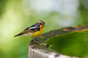 泉で水浴びをする可愛いキビタキ（ヒタキ科） 英名学名：Narcissus Flycatcher (Ficedula narcissina) (family comprising the flycatchers) 秦野駅近くにある弘法山公園は、浅間山、権現山、弘法山を含む神奈川県立の自然公園。 山頂には野鳥の観察施設「バードサンクチュアリ」がある 神奈川県秦野市- 2025年 
