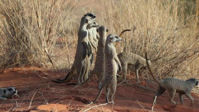 A family of suricate standing upright and looking in the red dunes, Kgalakgadi Transfrontier Park.