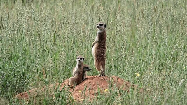 Meerkat family standing on their burrows with tall green grass around