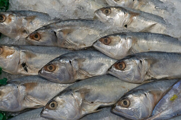 Fresh Mackerel Displayed on Ice at the Fish Market