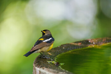泉で水浴びをする可愛いキビタキ（ヒタキ科） 英名学名：Narcissus Flycatcher (Ficedula narcissina) (family comprising the flycatchers) 秦野駅近くにある弘法山公園は、浅間山、権現山、弘法山を含む神奈川県立の自然公園。 山頂には野鳥の観察施設「バードサンクチュアリ」がある 神奈川県秦野市- 2025年 