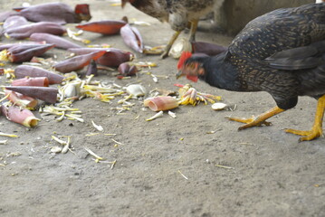 turkey on the farm