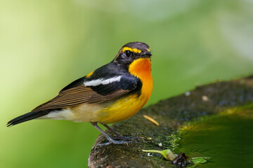 泉で水浴びをする可愛いキビタキ（ヒタキ科） 英名学名：Narcissus Flycatcher...
