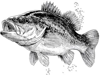 A detailed black and white illustration depicts a largemouth bass fish swimming with its mouth open showing teeth in the water with bubbles.