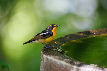 泉で水浴びをする可愛いキビタキ（ヒタキ科） 英名学名：Narcissus Flycatcher...