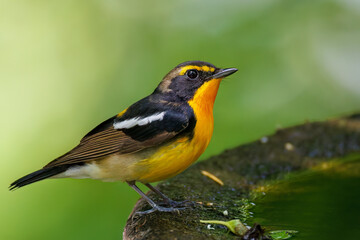 泉で水浴びをする可愛いキビタキ（ヒタキ科） 英名学名：Narcissus Flycatcher (Ficedula narcissina) (family comprising the flycatchers) 秦野駅近くにある弘法山公園は、浅間山、権現山、弘法山を含む神奈川県立の自然公園。 山頂には野鳥の観察施設「バードサンクチュアリ」がある 神奈川県秦野市- 2025年 