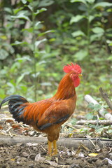 rooster in the farm