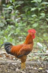 rooster in the farm