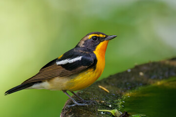 泉で水浴びをする可愛いキビタキ（ヒタキ科） 英名学名：Narcissus Flycatcher (Ficedula narcissina) (family comprising the flycatchers) 秦野駅近くにある弘法山公園は、浅間山、権現山、弘法山を含む神奈川県立の自然公園。 山頂には野鳥の観察施設「バードサンクチュアリ」がある 神奈川県秦野市- 2025年 