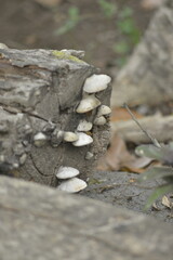 mushrooms on the rock