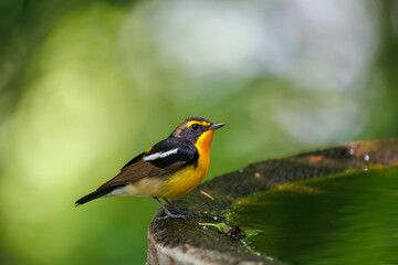 泉で水浴びをする可愛いキビタキ（ヒタキ科） 英名学名：Narcissus Flycatcher...