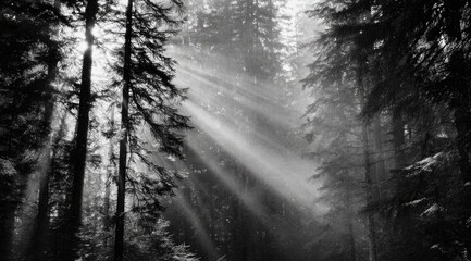 Sunlight filtering through a dense forest (1)