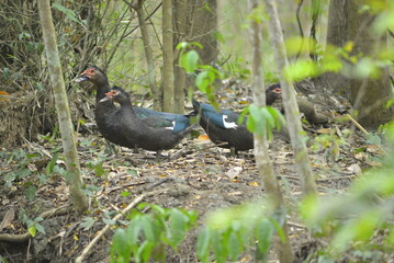 pheasant in the grass