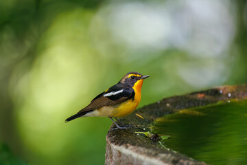 泉で水浴びをする可愛いキビタキ（ヒタキ科） 英名学名：Narcissus Flycatcher (Ficedula narcissina) (family comprising the flycatchers) 秦野駅近くにある弘法山公園は、浅間山、権現山、弘法山を含む神奈川県立の自然公園。 山頂には野鳥の観察施設「バードサンクチュアリ」がある 神奈川県秦野市- 2025年 