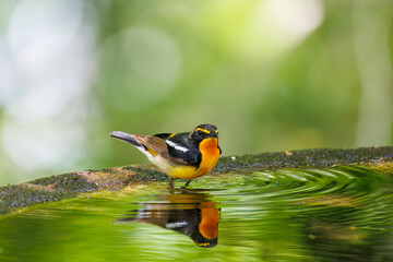 泉で水浴びをする可愛いキビタキ（ヒタキ科） 英名学名：Narcissus Flycatcher (Ficedula narcissina) (family comprising the flycatchers) 秦野駅近くにある弘法山公園は、浅間山、権現山、弘法山を含む神奈川県立の自然公園。 山頂には野鳥の観察施設「バードサンクチュアリ」がある 神奈川県秦野市- 2025年 