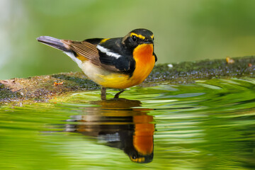 泉で水浴びをする可愛いキビタキ（ヒタキ科） 英名学名：Narcissus Flycatcher (Ficedula narcissina) (family comprising the flycatchers) 秦野駅近くにある弘法山公園は、浅間山、権現山、弘法山を含む神奈川県立の自然公園。 山頂には野鳥の観察施設「バードサンクチュアリ」がある 神奈川県秦野市- 2025年 