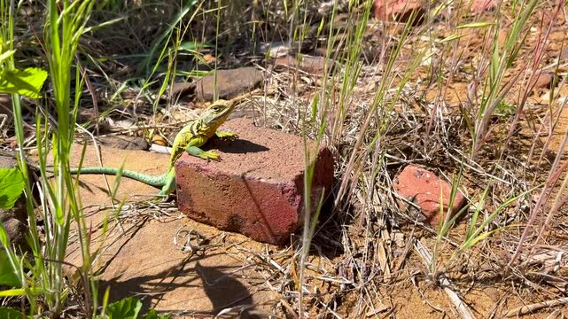 eastern common collared lizard sits at a table waiting for service
