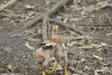spider on the ground