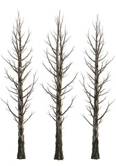 Winter's Silent Trio