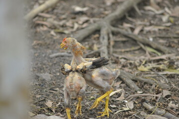 a little bird