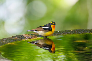 泉で水浴びをする可愛いキビタキ（ヒタキ科） 英名学名：Narcissus Flycatcher (Ficedula narcissina) (family comprising the flycatchers) 秦野駅近くにある弘法山公園は、浅間山、権現山、弘法山を含む神奈川県立の自然公園。 山頂には野鳥の観察施設「バードサンクチュアリ」がある 神奈川県秦野市- 2025年 
