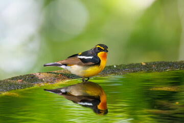 泉で水浴びをする可愛いキビタキ（ヒタキ科） 英名学名：Narcissus Flycatcher (Ficedula narcissina) (family comprising the flycatchers) 秦野駅近くにある弘法山公園は、浅間山、権現山、弘法山を含む神奈川県立の自然公園。 山頂には野鳥の観察施設「バードサンクチュアリ」がある 神奈川県秦野市- 2025年 