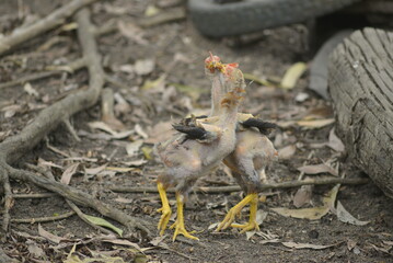 little chicken on the ground