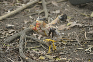 small bird on the ground
