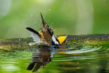 泉で水浴びをする可愛いキビタキ（ヒタキ科） 英名学名：Narcissus Flycatcher (Ficedula narcissina) (family comprising the flycatchers) 秦野駅近くにある弘法山公園は、浅間山、権現山、弘法山を含む神奈川県立の自然公園。 山頂には野鳥の観察施設「バードサンクチュアリ」がある 神奈川県秦野市- 2025年 