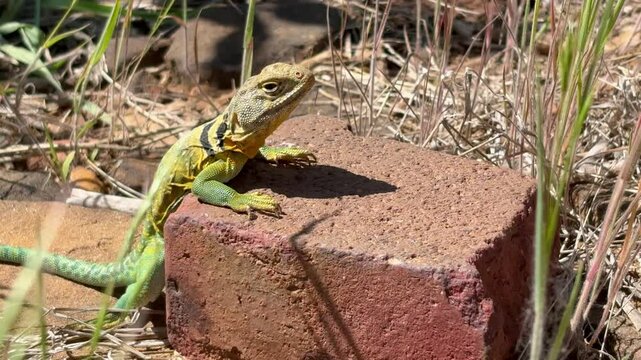 eastern collared common lizard at a table