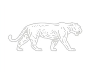 Obraz premium A majestic white tiger strolls powerfully showcasing detailed muscle definition and elegant lines in a side profile view.