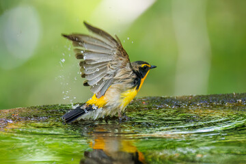 泉で水浴びをする可愛いキビタキ（ヒタキ科） 英名学名：Narcissus Flycatcher (Ficedula narcissina) (family comprising the flycatchers) 秦野駅近くにある弘法山公園は、浅間山、権現山、弘法山を含む神奈川県立の自然公園。 山頂には野鳥の観察施設「バードサンクチュアリ」がある 神奈川県秦野市- 2025年 