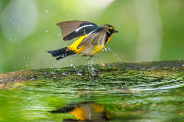 泉で水浴びをする可愛いキビタキ（ヒタキ科） 英名学名：Narcissus Flycatcher...