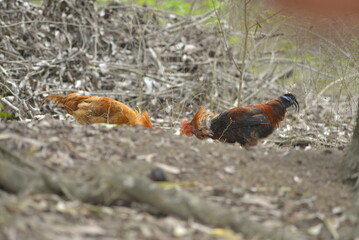 pheasant in the snow