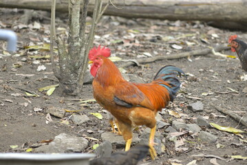 rooster in the farm