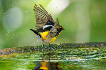 泉で水浴びをする可愛いキビタキ（ヒタキ科） 英名学名：Narcissus Flycatcher (Ficedula narcissina) (family comprising the flycatchers) 秦野駅近くにある弘法山公園は、浅間山、権現山、弘法山を含む神奈川県立の自然公園。 山頂には野鳥の観察施設「バードサンクチュアリ」がある 神奈川県秦野市- 2025年 