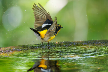 泉で水浴びをする可愛いキビタキ（ヒタキ科） 英名学名：Narcissus Flycatcher...