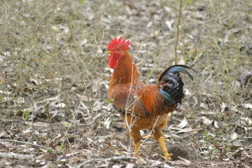 rooster in the farm